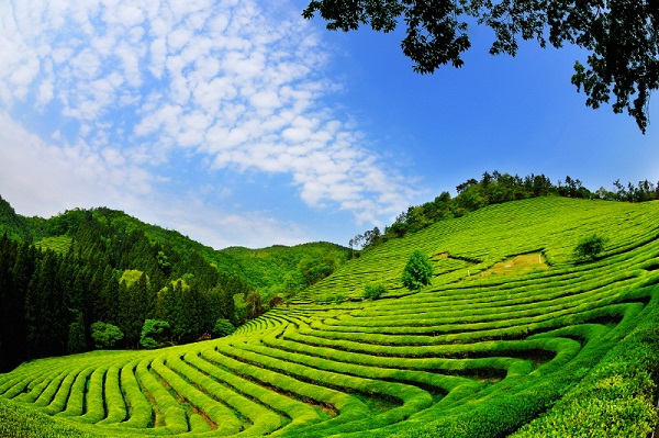 Cánh đồng trà ở Boseong