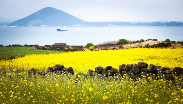 Đảo Jeju (Hàn Quốc)
