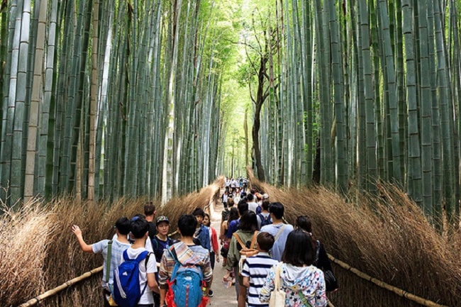 Rừng tre Arashiyama - Nhật Bản