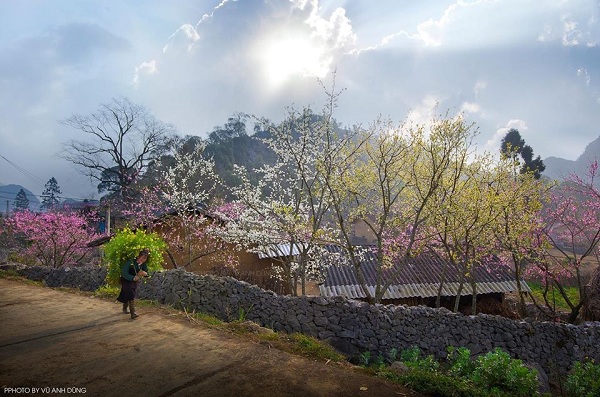 Lập “kèo” tháng 3 lên Hà Giang ngắm trời hoa nở muộn